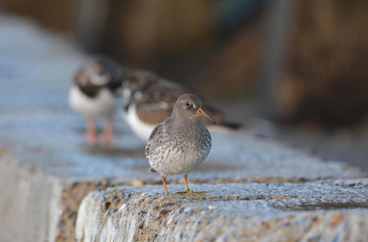 ムラサキハマシギ - ML646781212