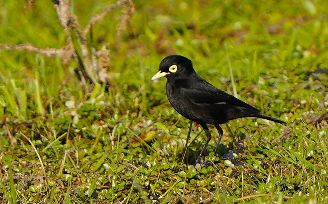 Brillendunkeltyrann - ML646781213