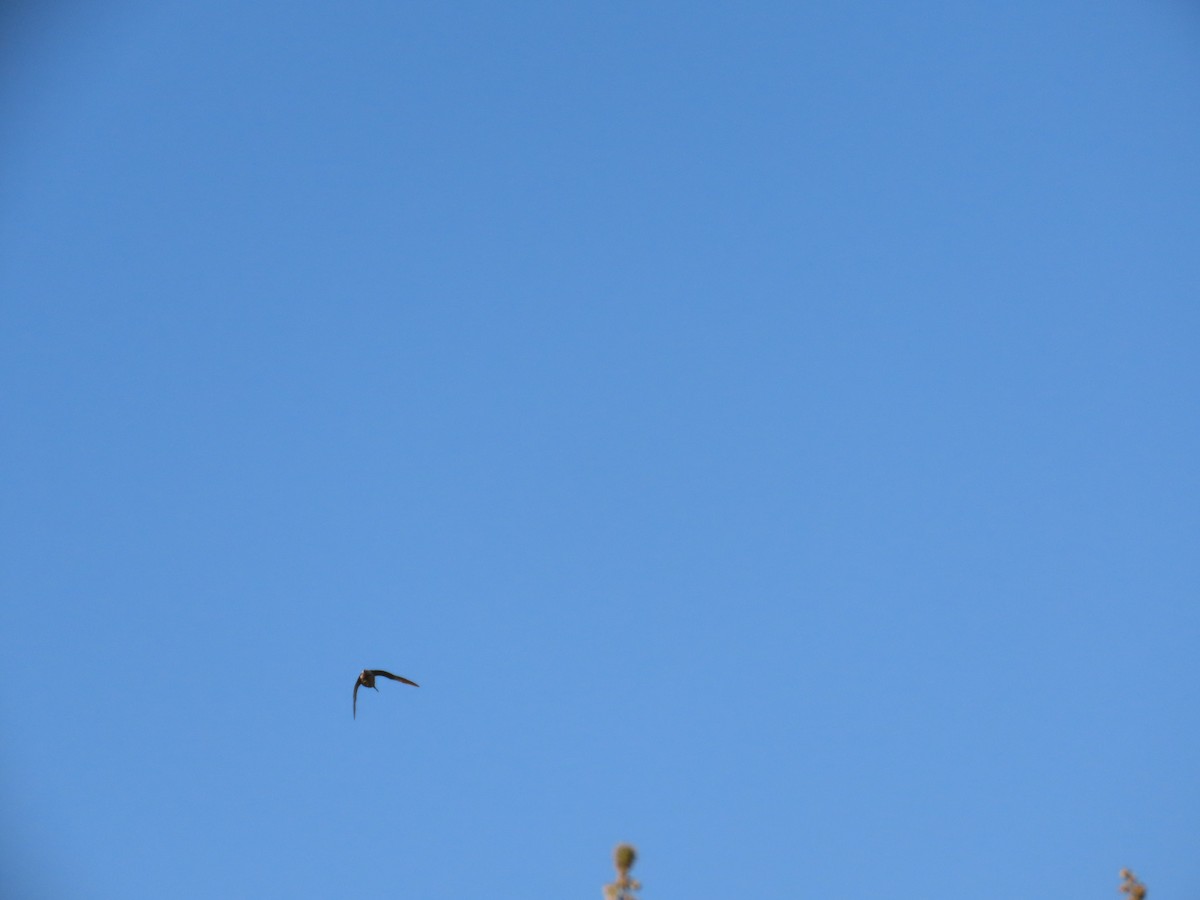 vodouš bahenní - ML646781214