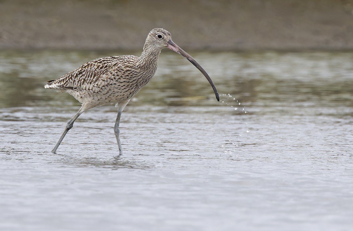 østspove - ML646781232