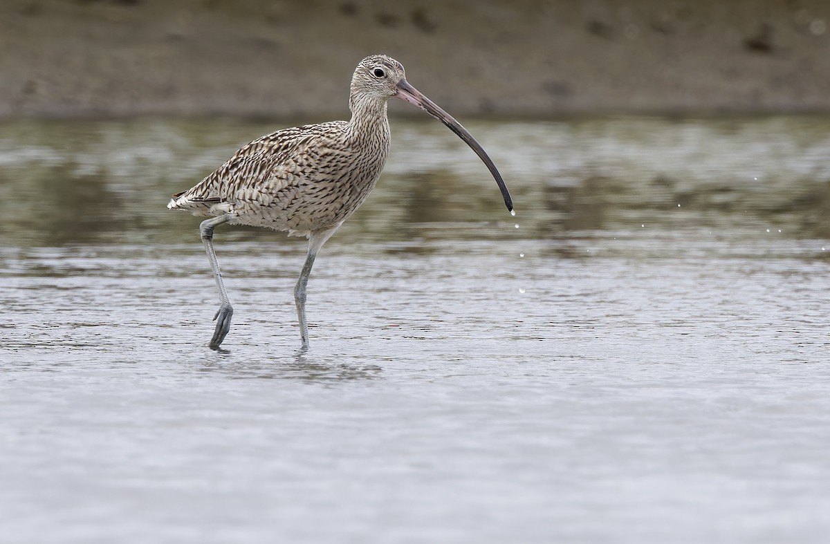 østspove - ML646781233