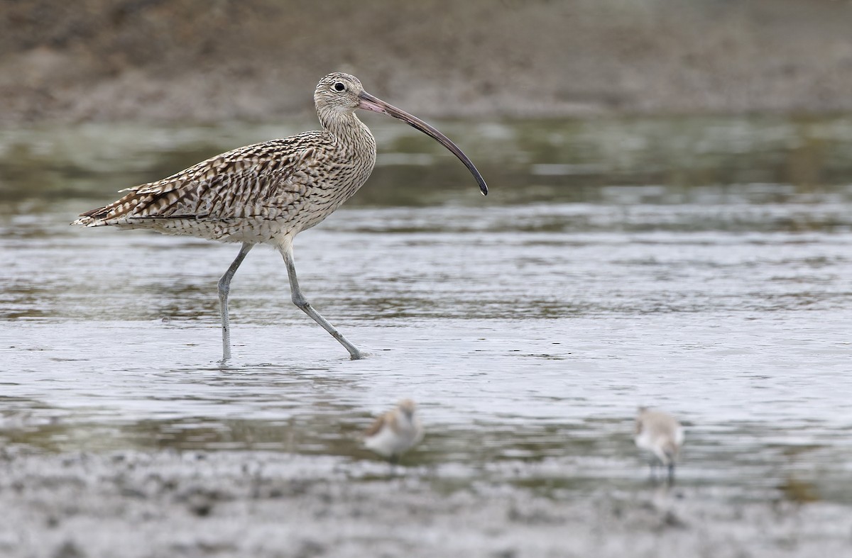 østspove - ML646781234