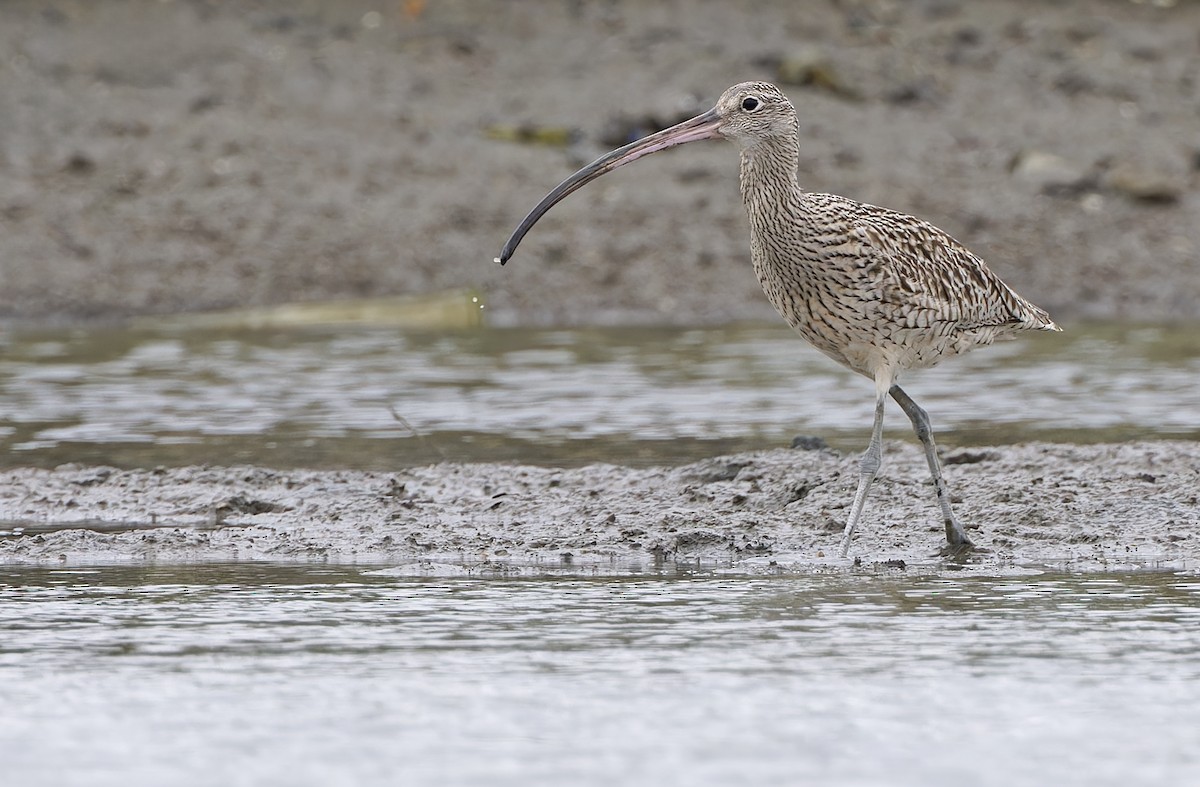 østspove - ML646781236