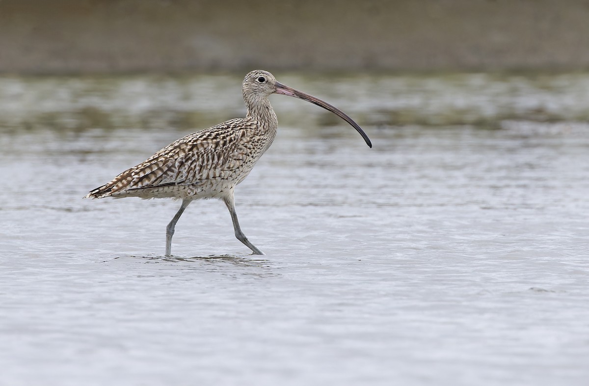 østspove - ML646781237