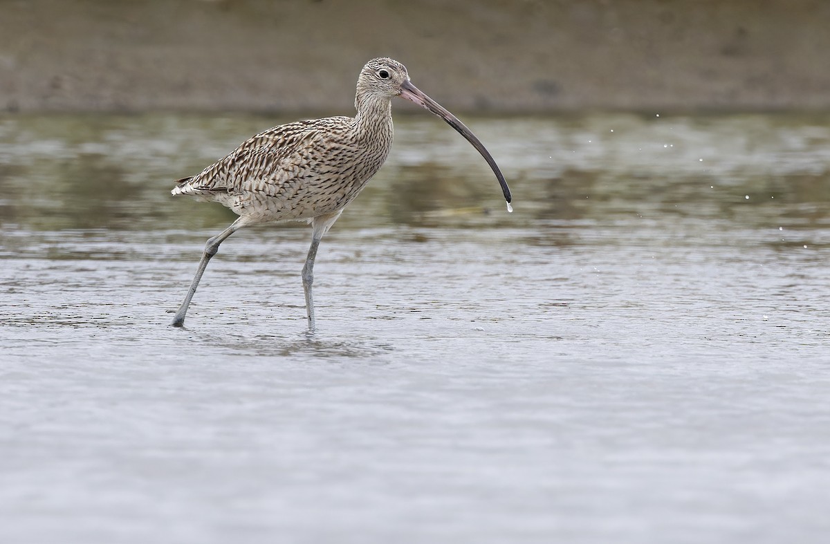 østspove - ML646781238