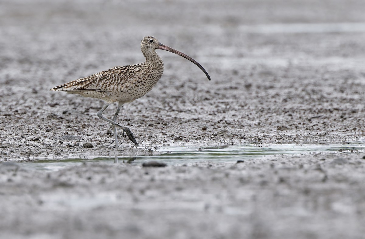 østspove - ML646781239