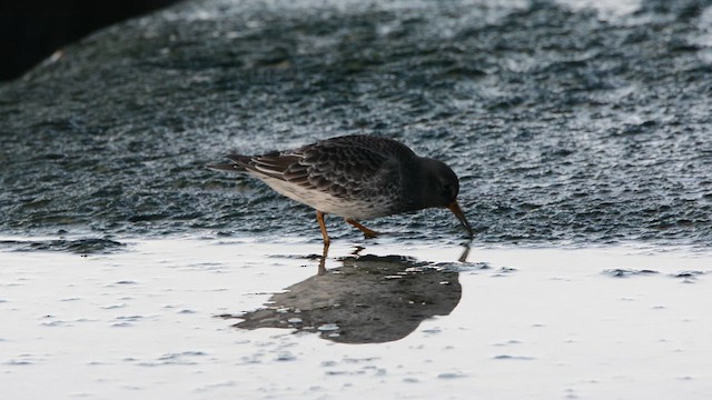 Purple Sandpiper - ML646781243