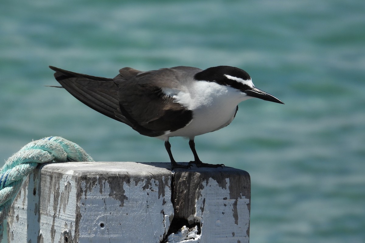 Bridled Tern - ML646781249