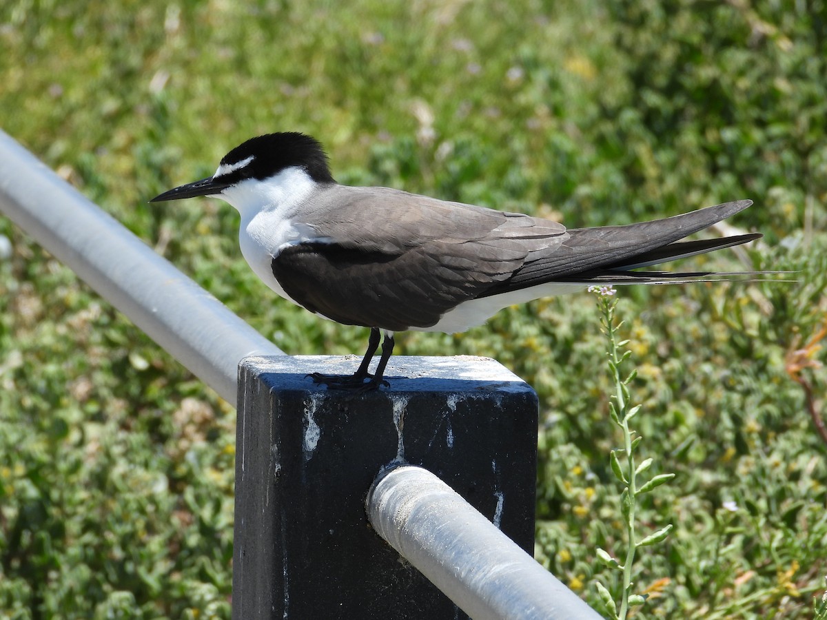 Bridled Tern - ML646781250