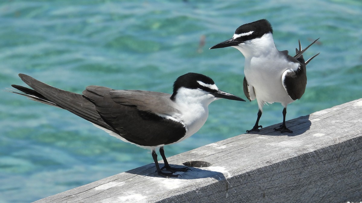 Bridled Tern - ML646781251