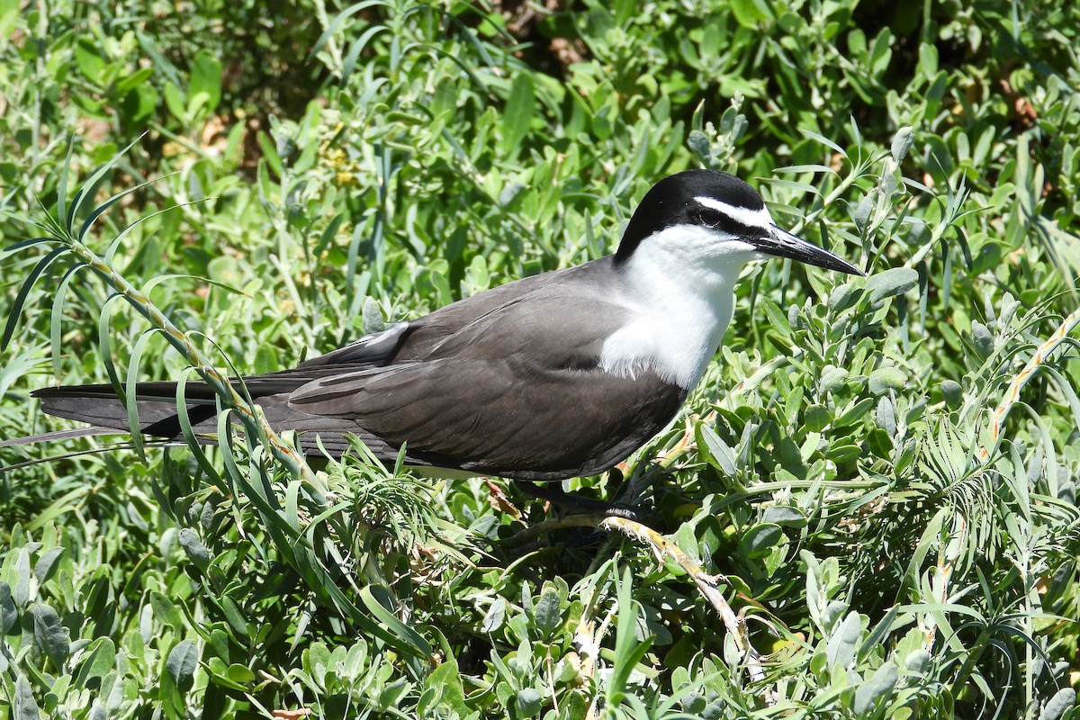 Bridled Tern - ML646781252