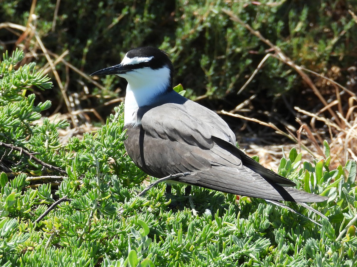 Zügelseeschwalbe - ML646781253