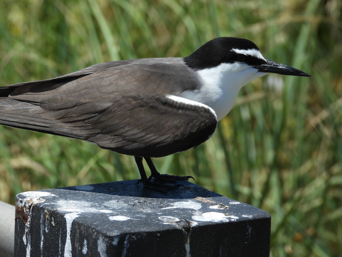 Zügelseeschwalbe - ML646781254