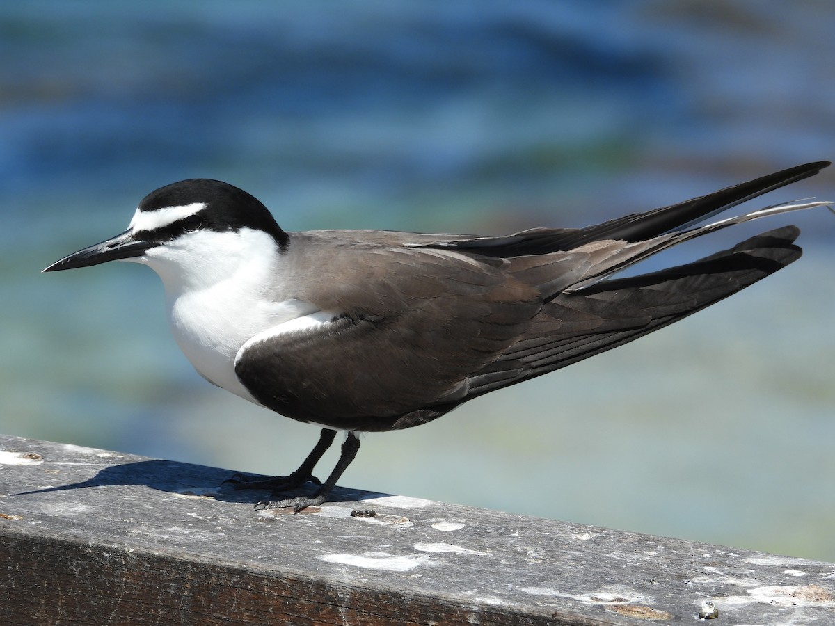 Zügelseeschwalbe - ML646781255