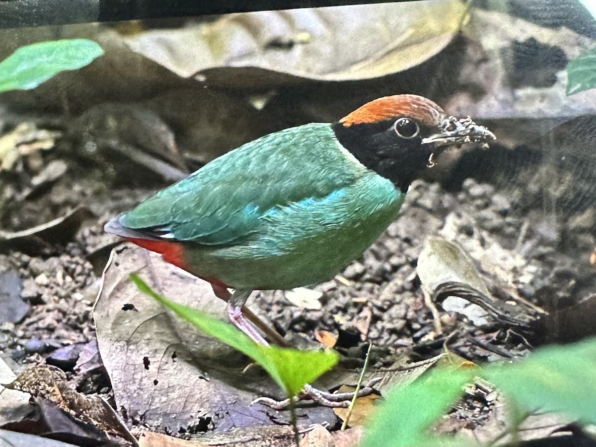Western Hooded Pitta - ML646781258