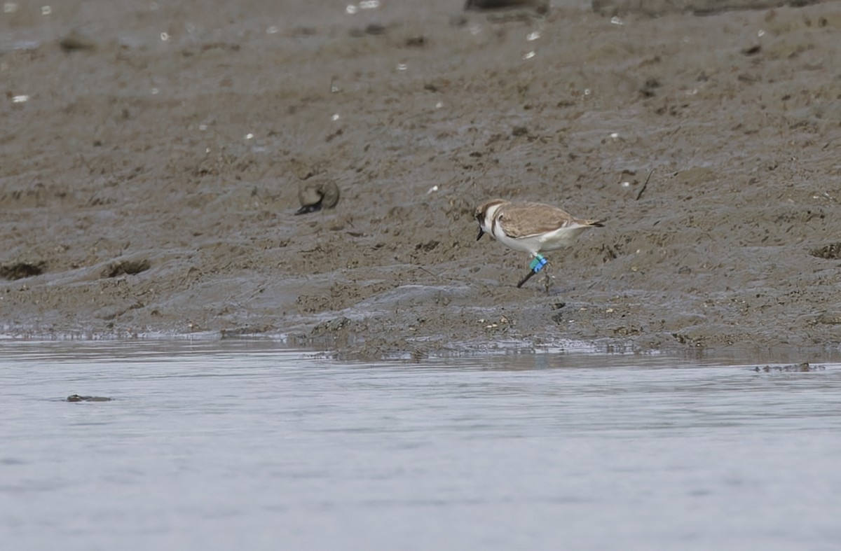 hvitbrystlo - ML646781262