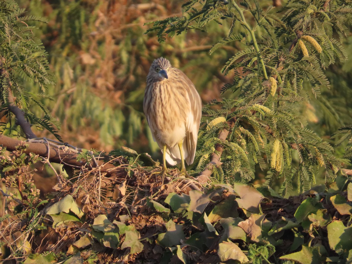 Paddyreiher - ML646781263