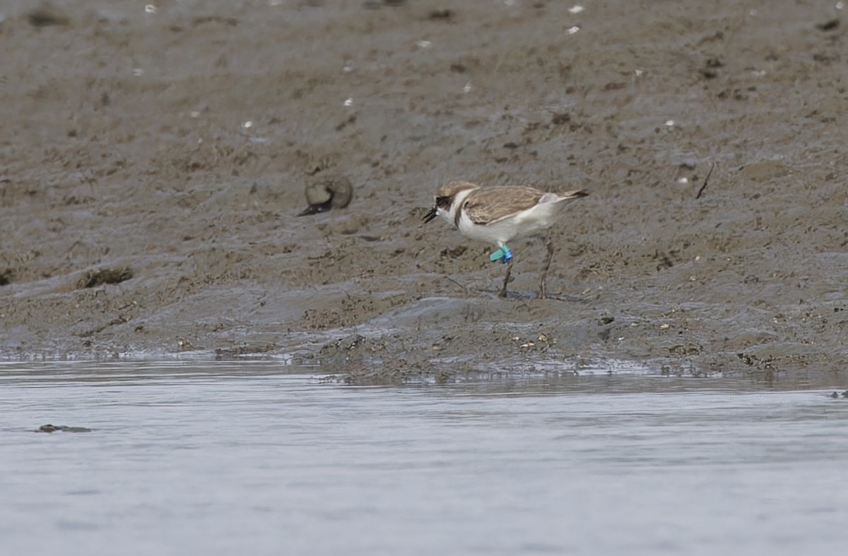 hvitbrystlo - ML646781264