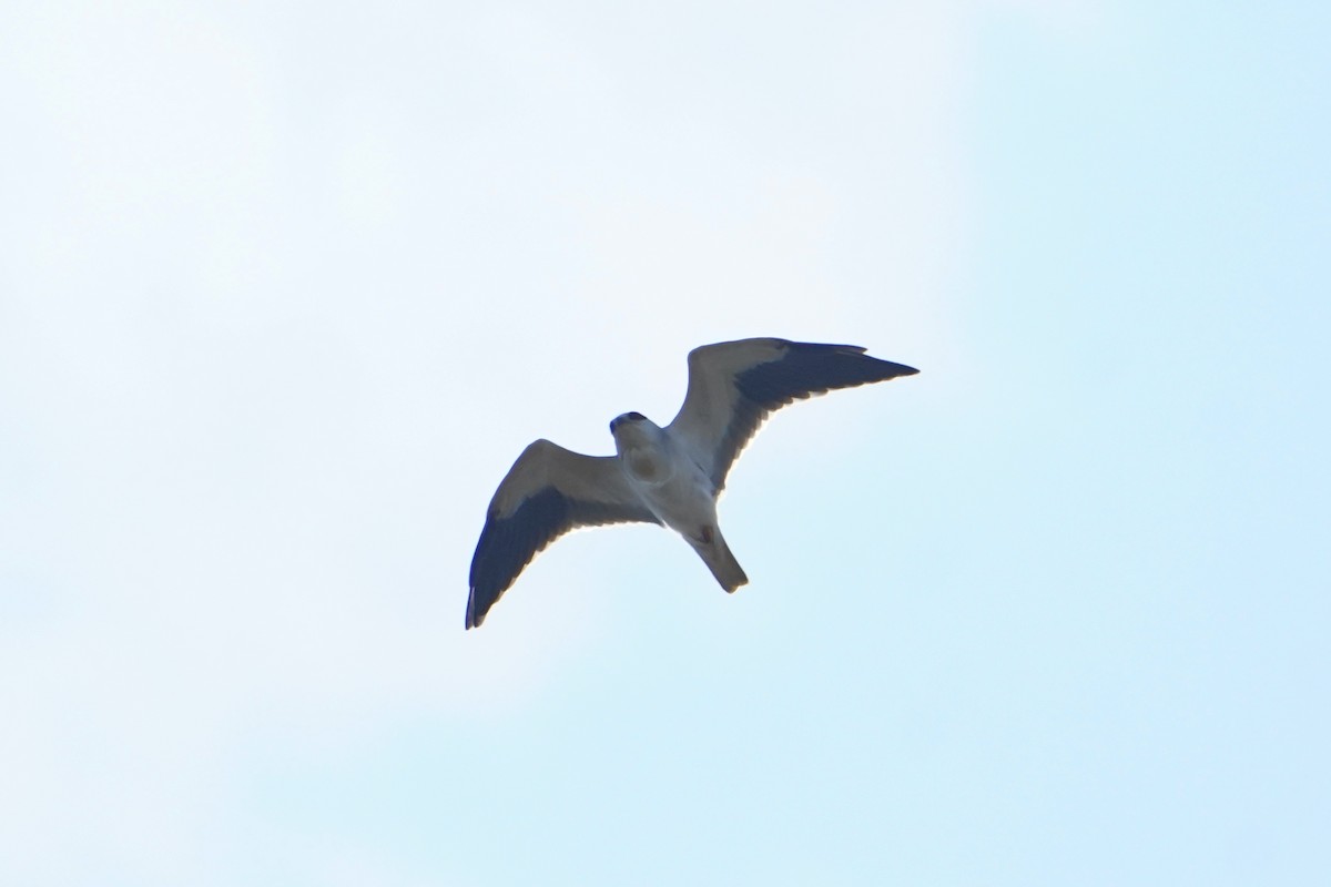 Gleitaar - ML646781266