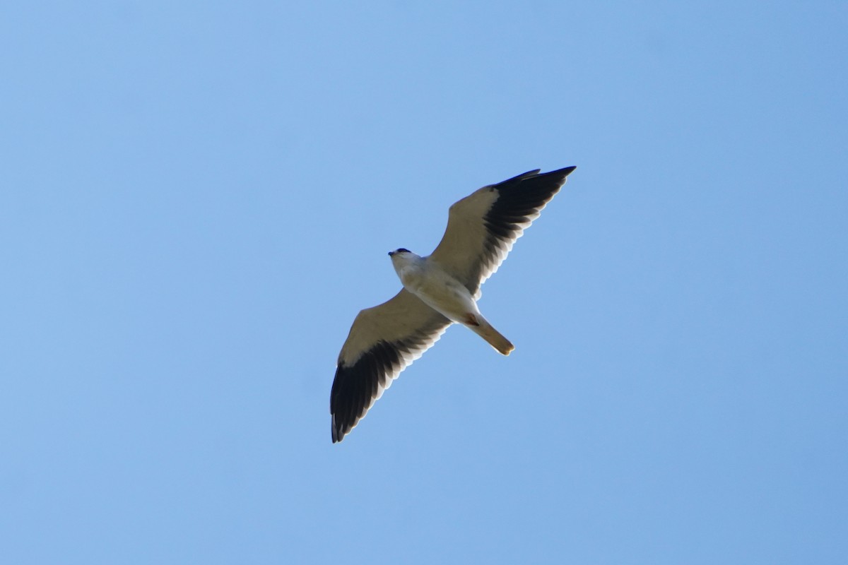 Gleitaar - ML646781267