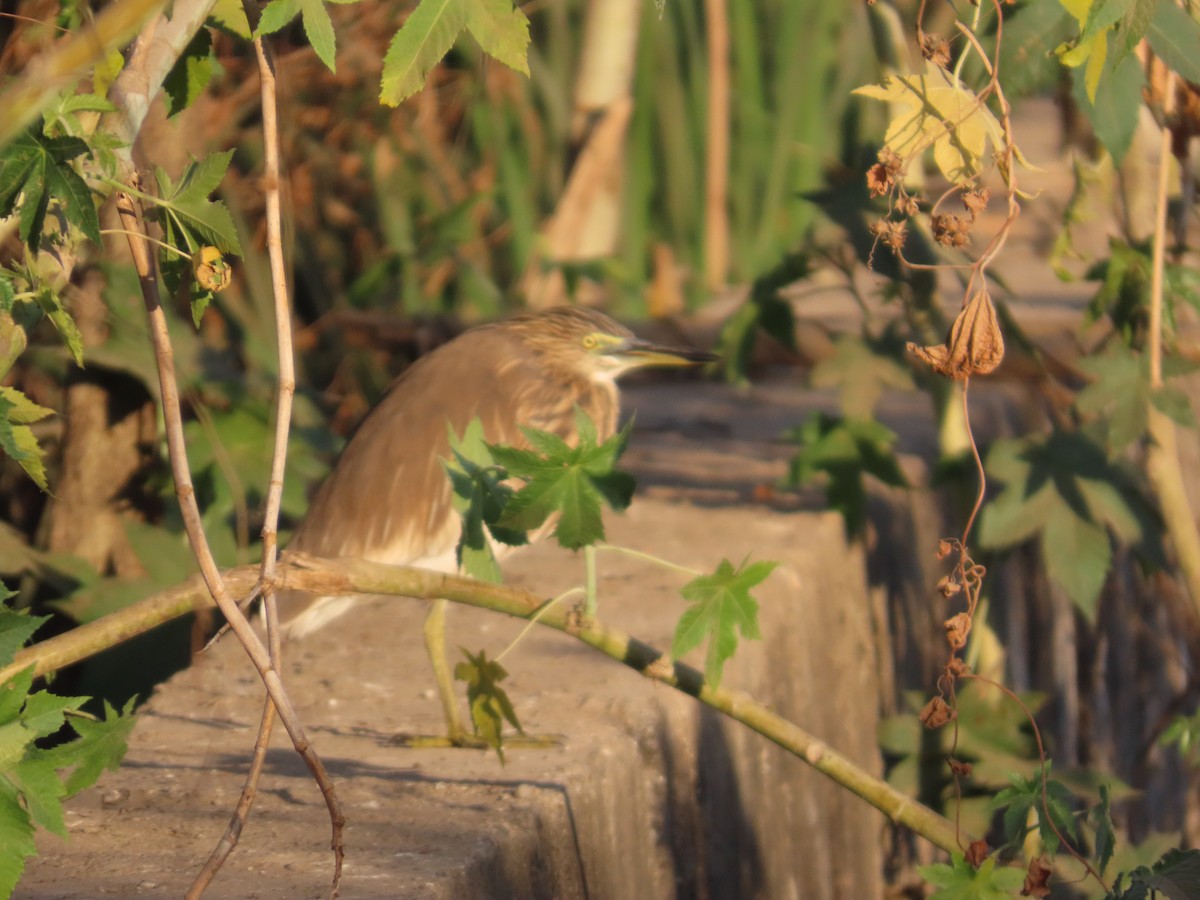 Paddyreiher - ML646781270