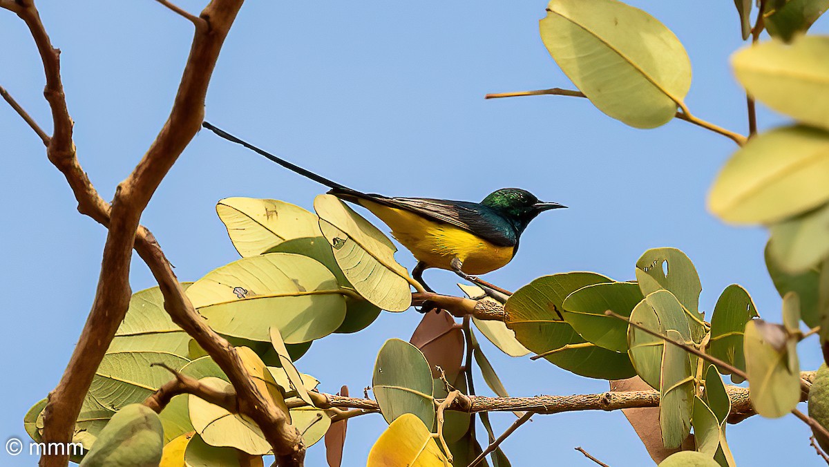 Grünkehl-Nektarvogel - ML646781271