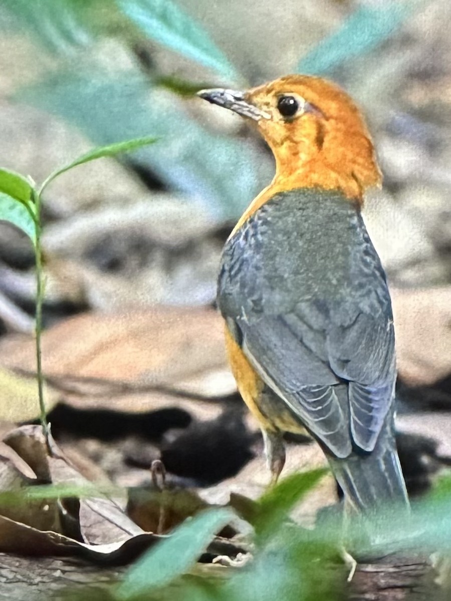 Damadrossel - ML646781272