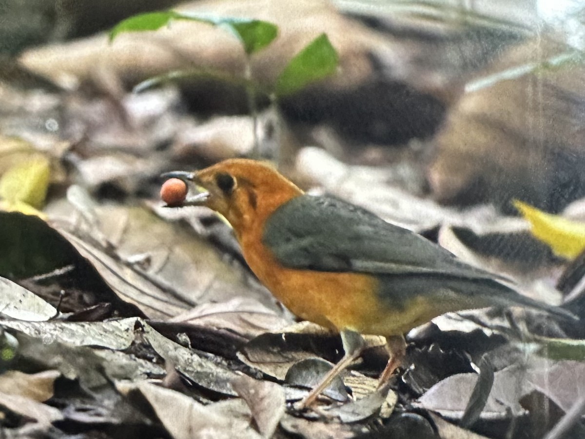 Damadrossel - ML646781273