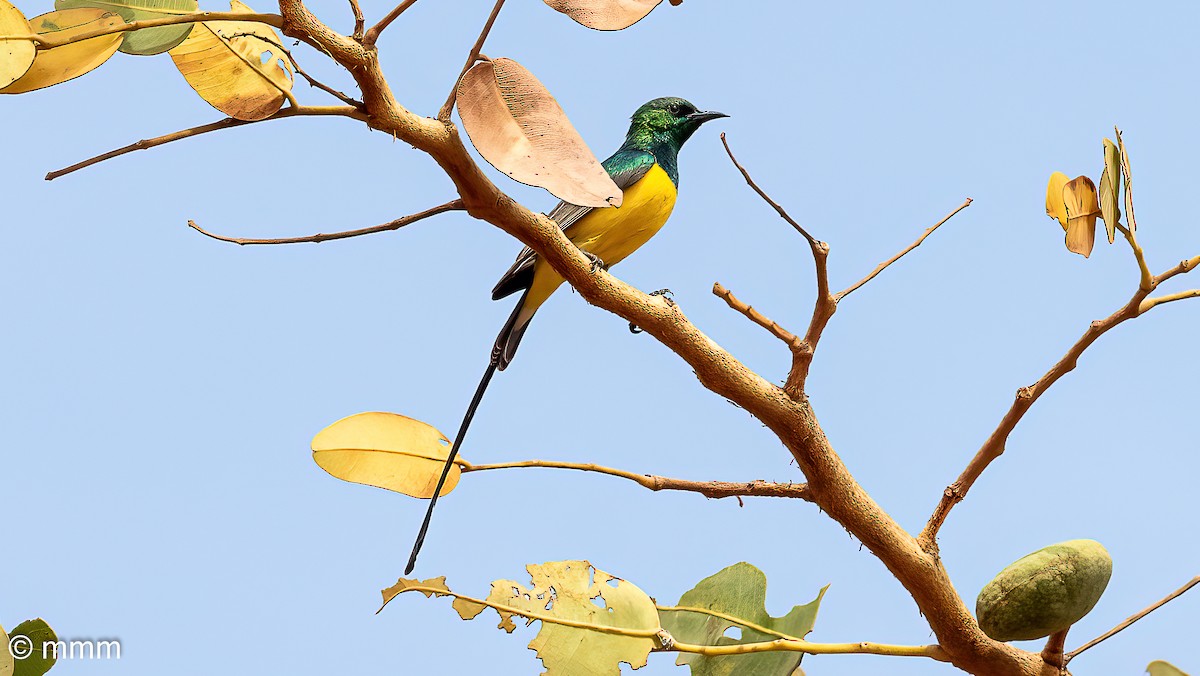 Grünkehl-Nektarvogel - ML646781274