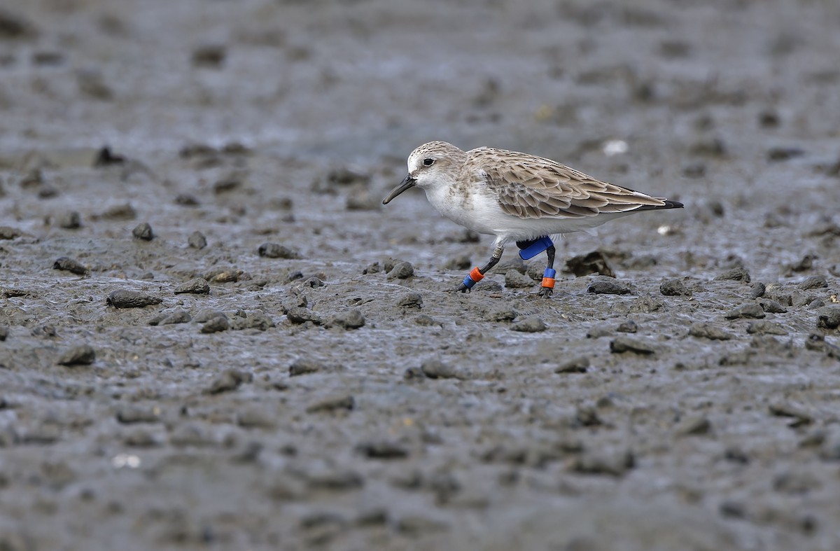 Rotkehl-Strandläufer - ML646781276