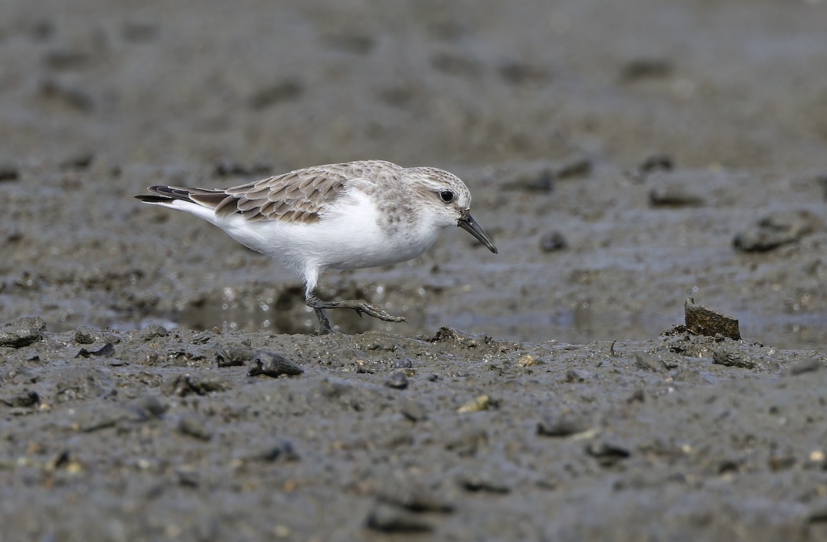 Rotkehl-Strandläufer - ML646781277