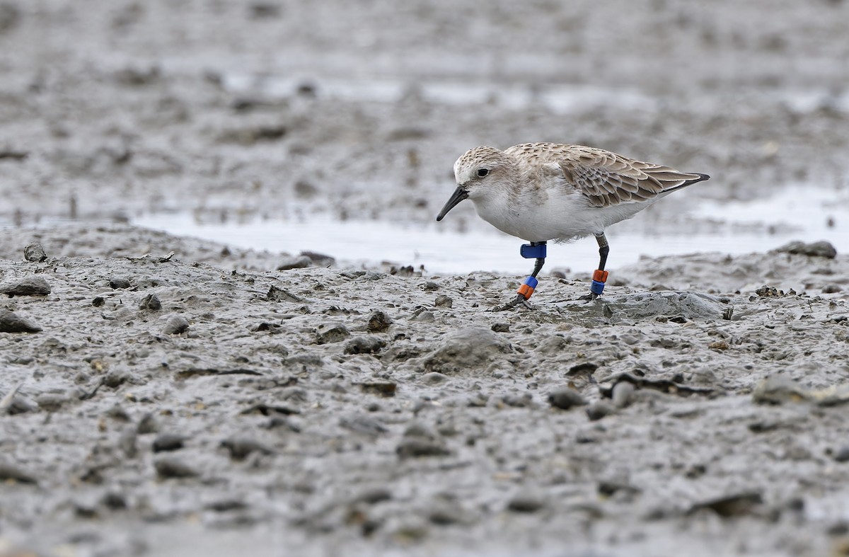Rotkehl-Strandläufer - ML646781278