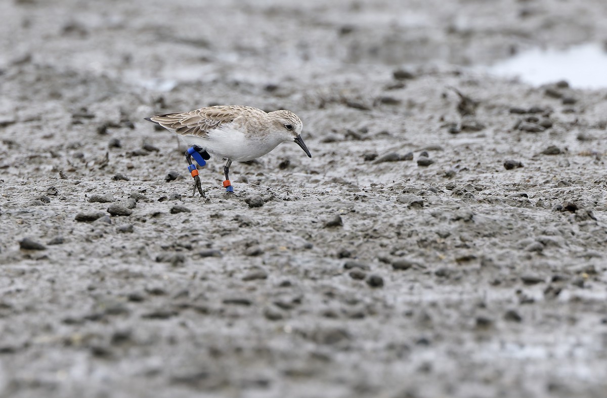 Rotkehl-Strandläufer - ML646781279