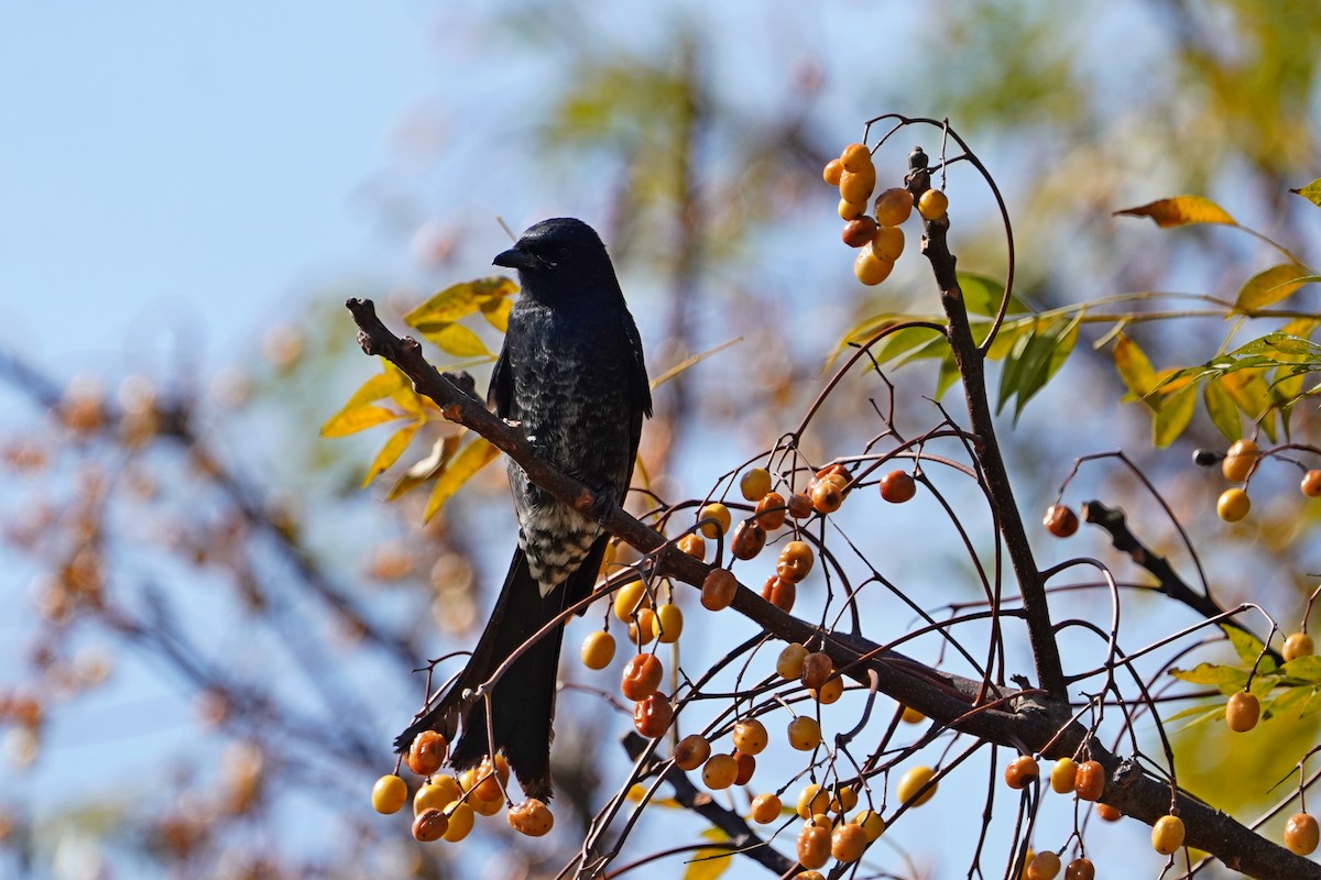 Königsdrongo - ML646781280