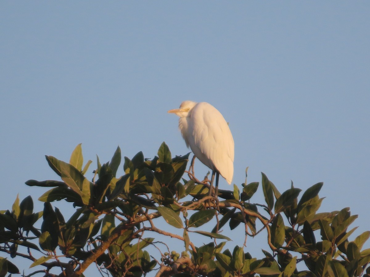 Koromandelkuhreiher - ML646781281