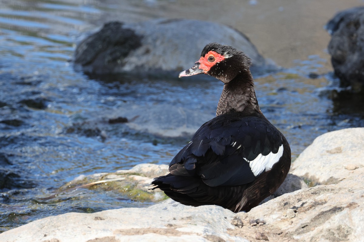 Moschusente (domestiziert) - ML646781283