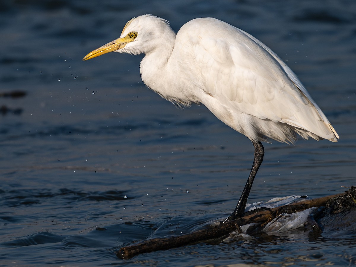 Koromandelkuhreiher - ML646781292