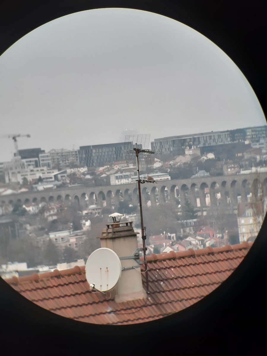 Türkentaube - ML646781295