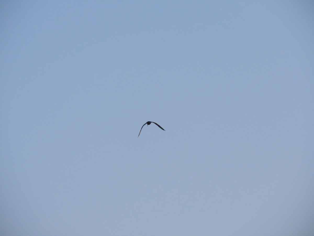 Purpurreiher - ML646781297