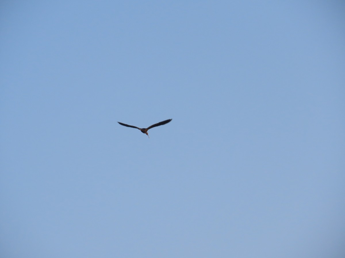 Purpurreiher - ML646781298