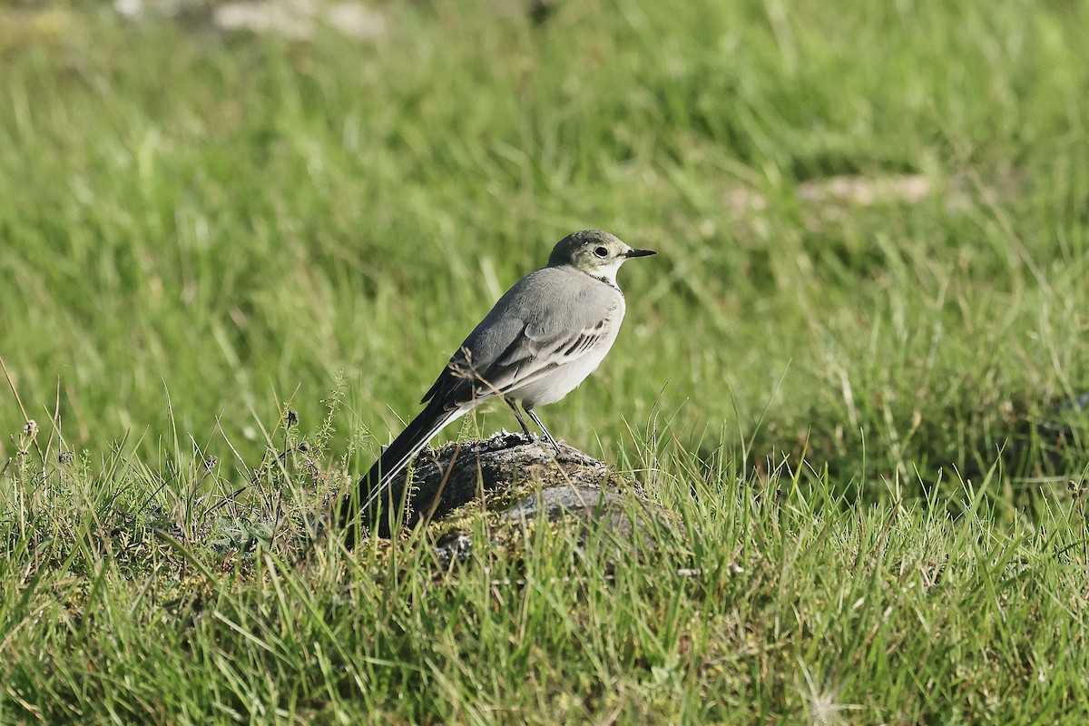 Bachstelze - ML646781299