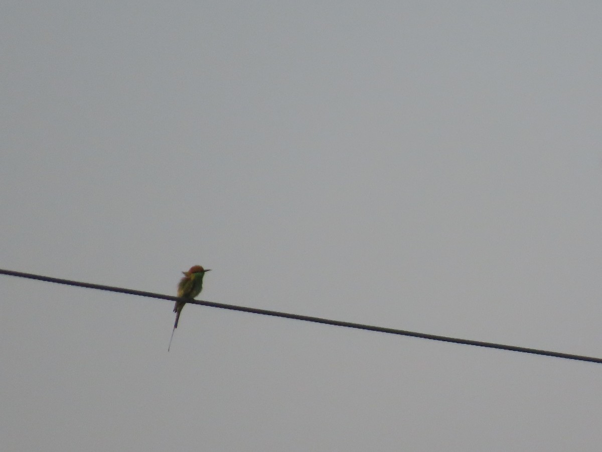 Bronzescheitel-Smaragdspint - ML646781301