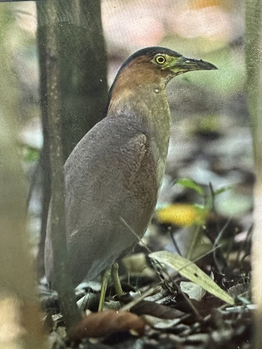 Wellenreiher - ML646781302