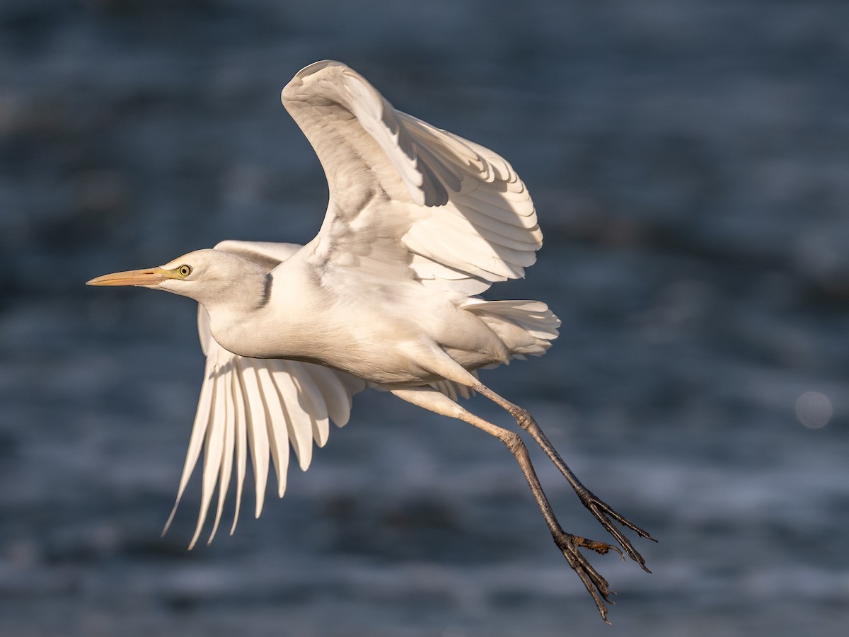 Koromandelkuhreiher - ML646781303