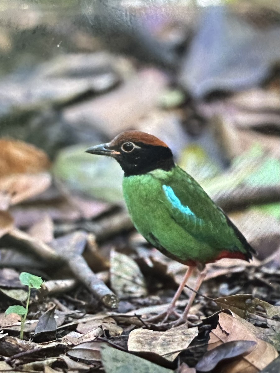 Kappenpitta - ML646781304