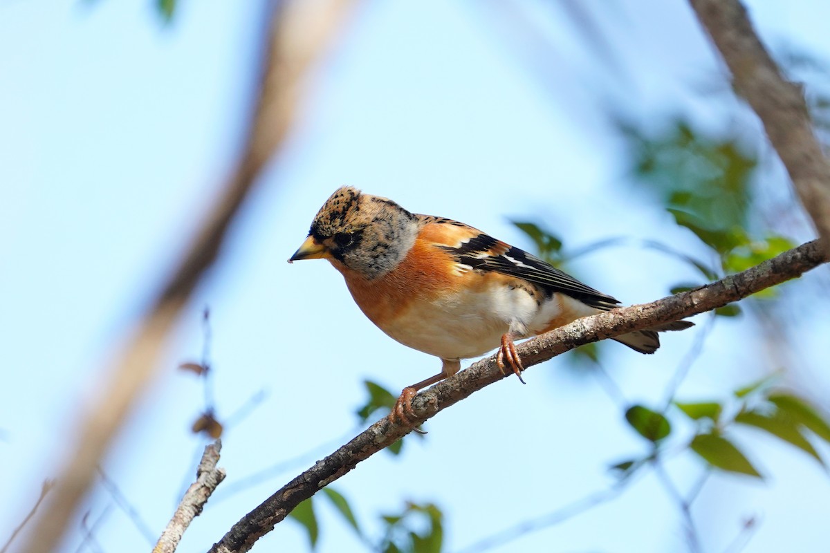 Bergfink - ML646781307