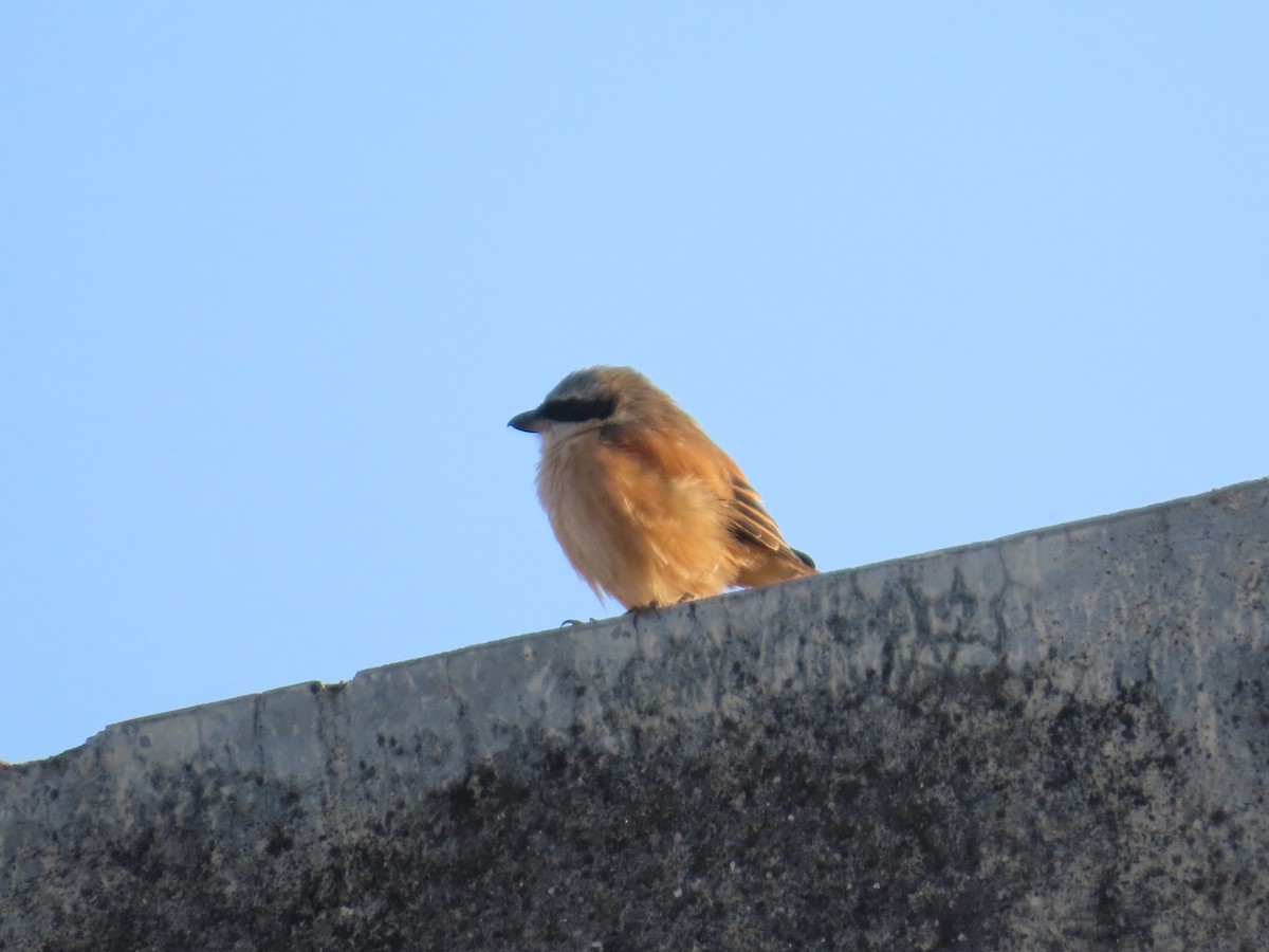 Schachwürger - ML646781315