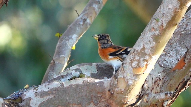 Brambling - ML646781316