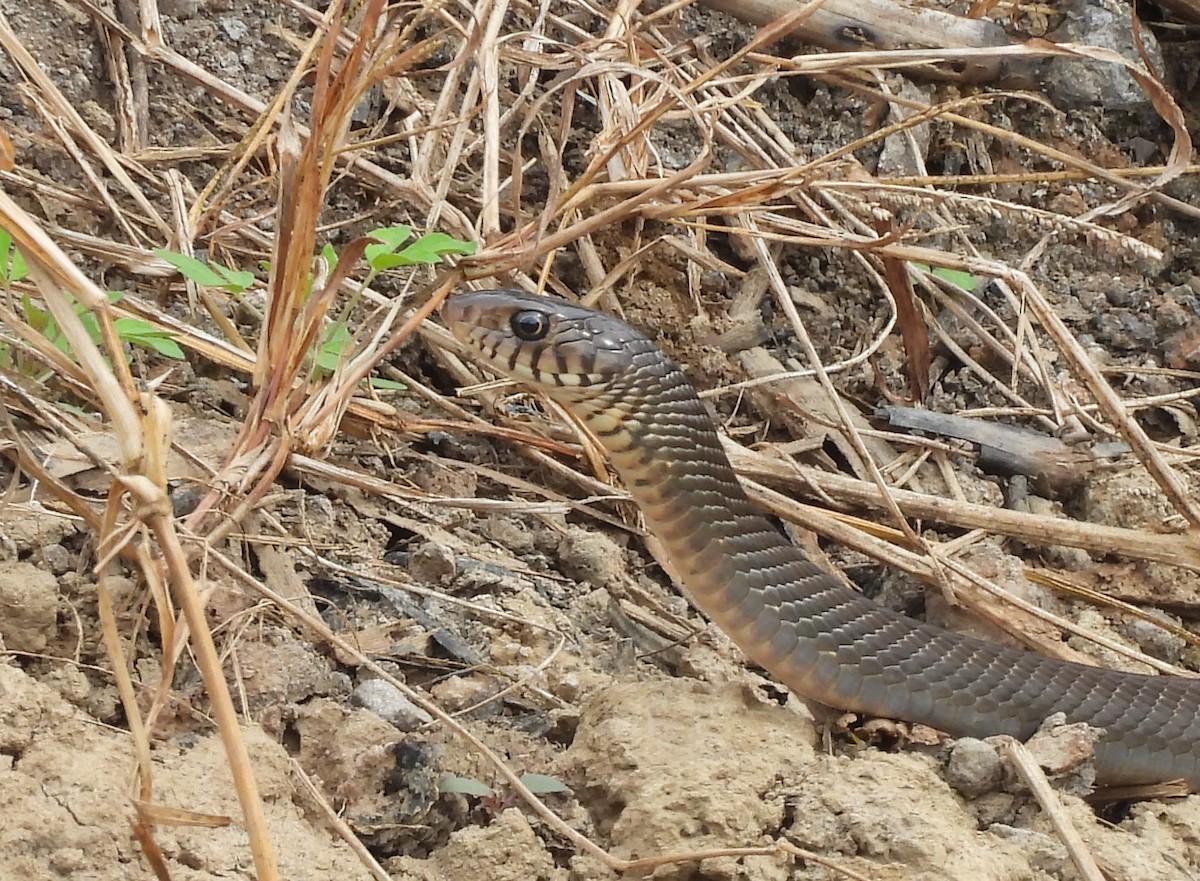 南蛇 - ML646781317