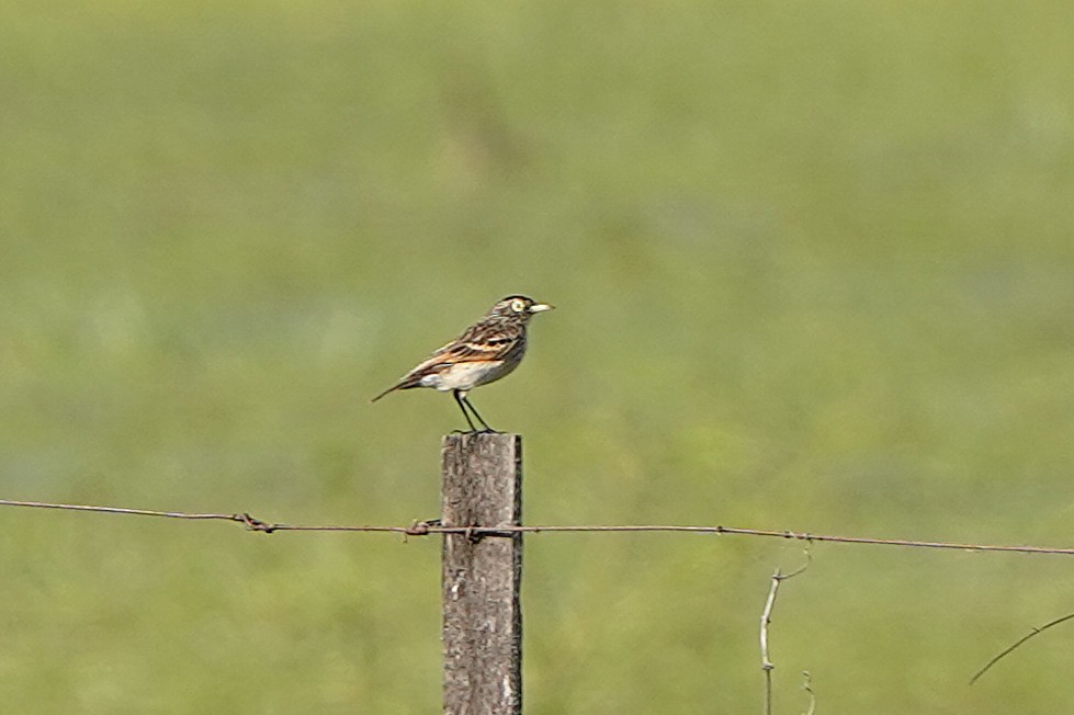 Brillendunkeltyrann - ML646781320